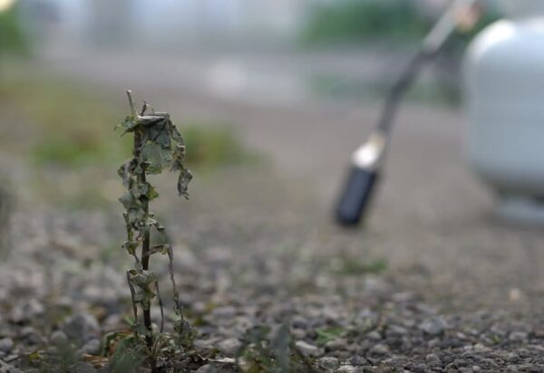 WXT03 - Weed Burner Torch, 2m Hose Suit POL Cylinder 150Mj/Hr - 9C